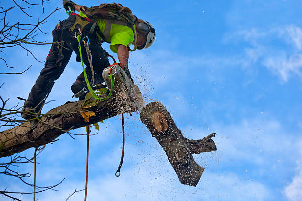 Professional Tree Care in Fishers, IN